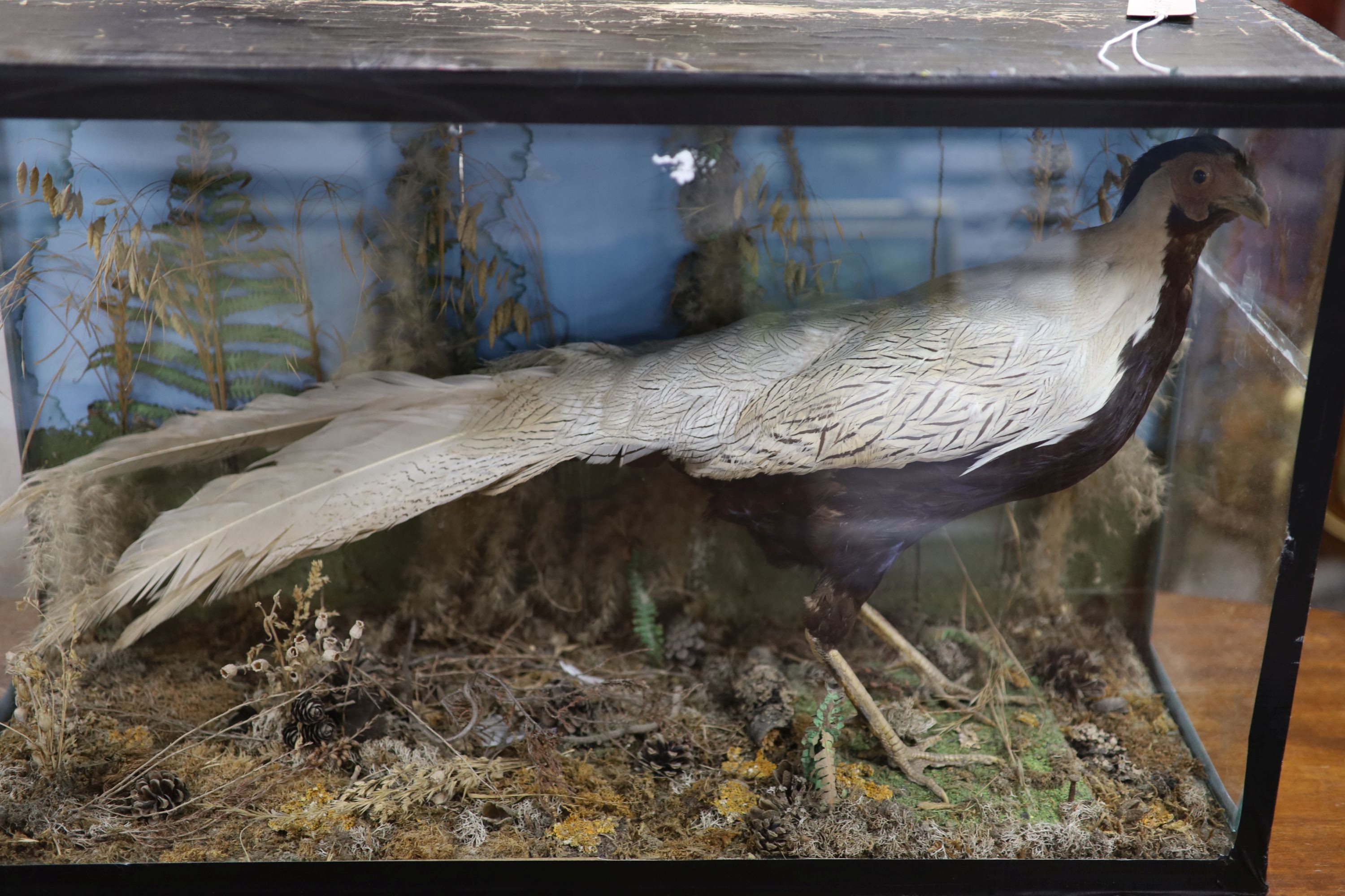 A cased taxidermy pheasant